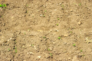 Empty farm field soil, plowed soil in a summer day