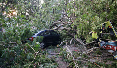 A Close up picture of a Sedan Car crushed under an Uprooted Tree due Hurricane wind and Torrential rains in India.