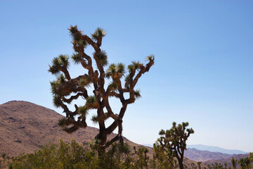 Yucca Valley California Desert Landscape