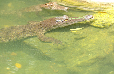 A baby crocodile is about to grow up, playing in the water.