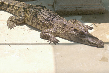 large crocodile Came up and lay on the bank.