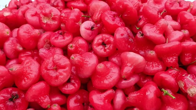 Bulk fresh java apple(jamrul) is raised in the market for sale	