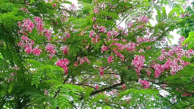 Java Cassia, Pink Shower, Apple Blossom Tree,Rainbow Shower Tree,Cassia javanica,Javanese Cassia,Cassia javanica,Leguminosae,Fabaceae,flower.