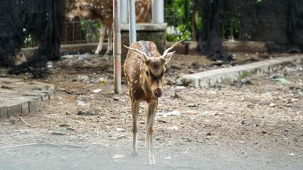 Chital or cheetal, also known as spotted deer, chital deer, and axis deer, is a species of deer...