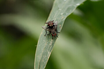 葉の上で休息する交尾したハエ