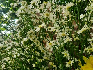 Daisy flowers in bloom photography