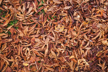 feuille morte sur le sol