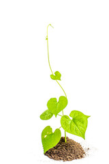 young plant sprout growing from soil isolated on white or transparent png background ,plant growing from soil isolated