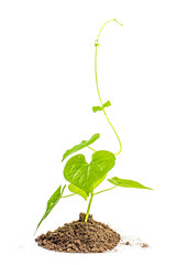 young plant sprout growing from soil isolated on white or transparent png background ,plant growing from soil isolated