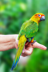 Sun Conure parrots. Beautiful animal face