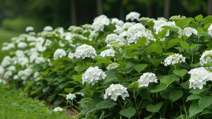 Hydrangea macrophylla with elegant white lacecap blooms