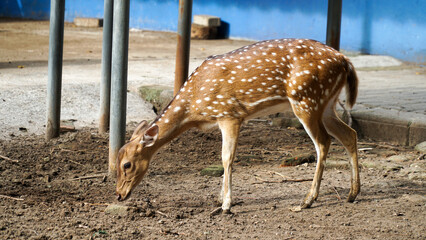 Chital or cheetal, also known as spotted deer, chital deer, and axis deer, is a species of deer...