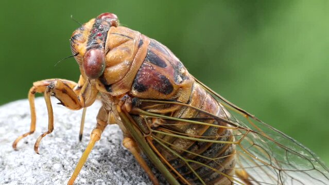 Close-up video of cicada. It is part of Brood X 17-year cicadas