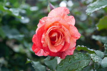 Garden Roses or Rose flowers of Multi Color Red, Pink, Yellow and White colors with the backgrounds of green, blur and beautiful sky