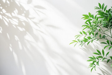 background with blurred foliage shadow on white wall