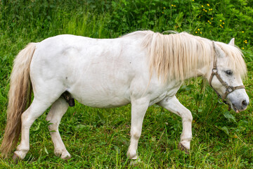 white horse in the meadow