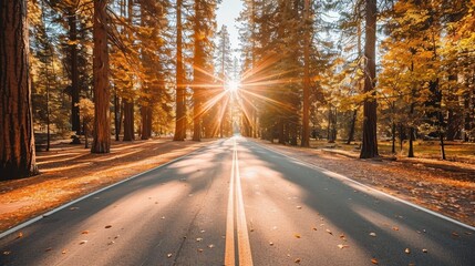 Fototapeta premium A road slicing through a forest, sun illuminating trees on each side