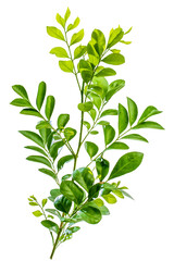 plant isolated on white background hd png 