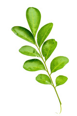 green leaves isolated on white background hd png 