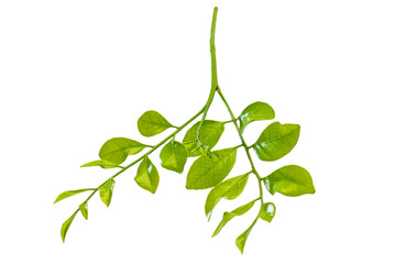 green leaves isolated on white hd png 