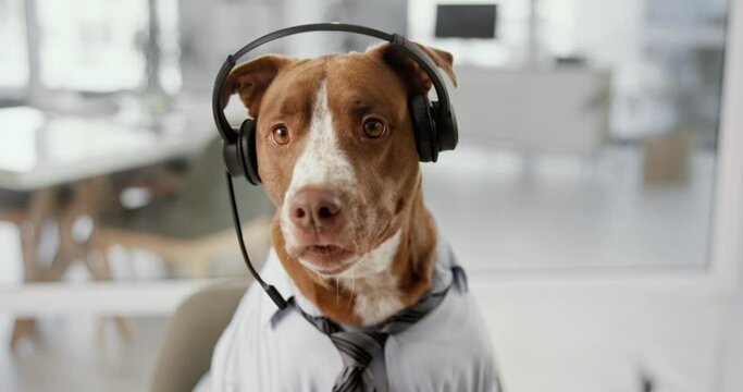 Office, business and portrait of dog with headset at desk for call center, customer service and telemarketing. Pet friendly, animal and Pitbull in professional workplace for humor, comedy and comic
