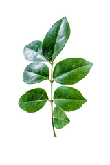 green leaves isolated on white hd png 