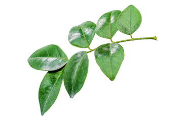 leaves hd png 