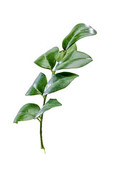 leaf isolated on white background hd png 