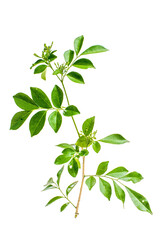 leaves isolated on white hd png 