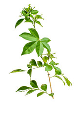 plant isolated on white hd png 