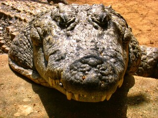 close up of a crocodile