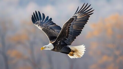 Fototapeta premium Majestic bald eagle soaring in the sky with autumn forest backdrop, showcasing freedom and power in nature.