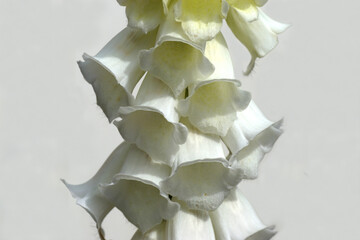 Closeup white flowering foxglove (Digitalis), plantain family (Plantaginaceae. White background....