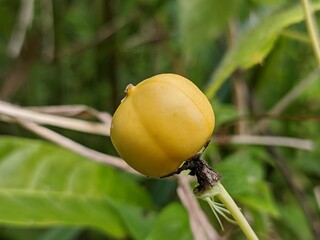 Ripe rambusa fruit is yellow