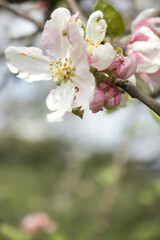 White apple blossom flowers on a tree near Potzbach, Germany on a spring day.