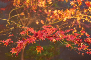 神奈川県　大山寺の紅葉
