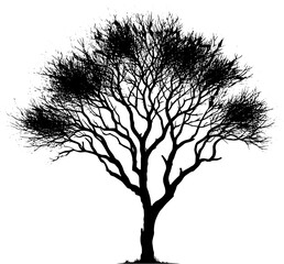 Blue Palo Verde Tree icon 7