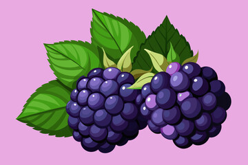 grape fruit vector illustration