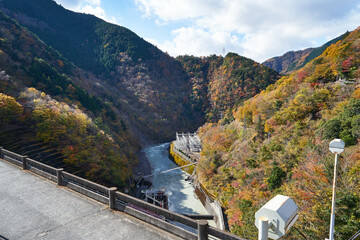 Fototapeta premium 静岡県 井川ダムの紅葉 