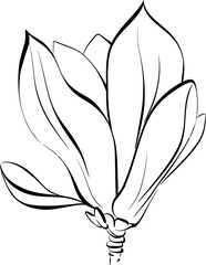 Vector Black silhouette Magnolia flower. Blooming graphics flora. Paris springtime. Hand drawn line for circuit
