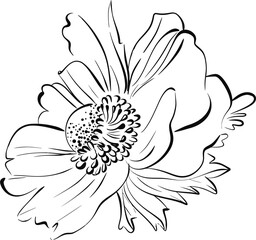 Vector flower. Anemone in graphics style. Paris springtime, romantic line. Botanical illustration, flora. Black circuit silhouette