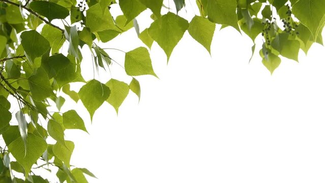 Slow motion closeup green tree leaves frame isolated on white, nature background