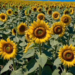 Sun flowers in the fields