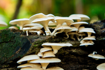 Lentinus squarrosulus fungus. This mushroom grows wild and is edible