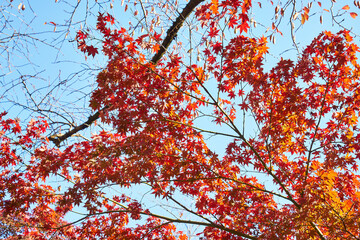 神奈川県　大山の紅葉
