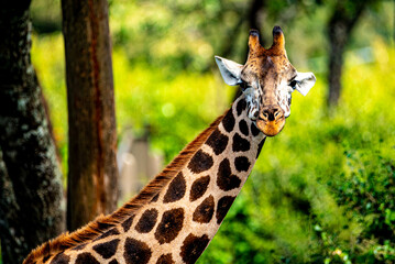 potraite of a girrafe