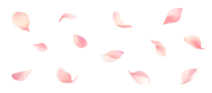 Beautifully dancing petals vector material