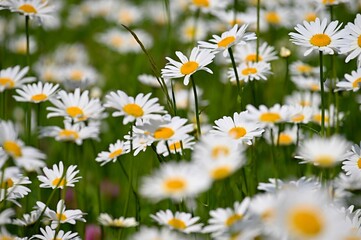 Fototapeta premium Flowers in the meadow. Beautiful natural background with daisies in spring and sunny day.