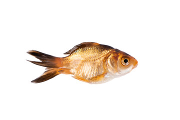 a goldfish isolated on white background	