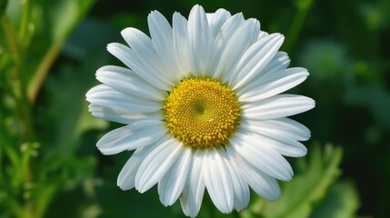 Fototapeta premium Dainty Daisy A Delightful Flower